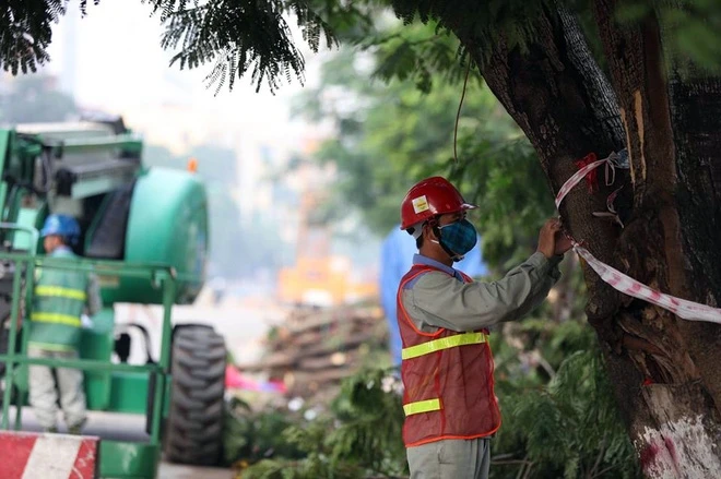 Tiến hành cắt sửa cây xanh nhằm an toàn trong mùa mưa bão. Ảnh: Hữu dũng