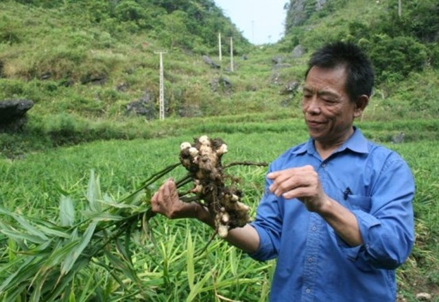 Hiệu quả mô hình trồng gừng xuất khẩu ở Hà Quảng  Đài truyền thanh   Truyền hình Hà Quảng