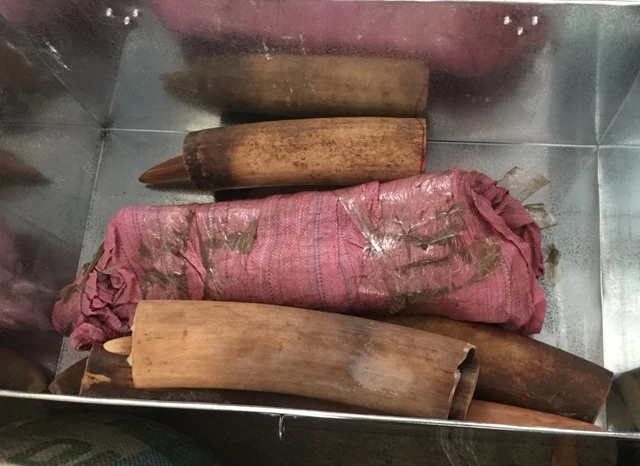 Hải quan Đà Nẵng bắt giữ khoảng sáu tấn vẩy tê tê và hai tấn ngà voi.