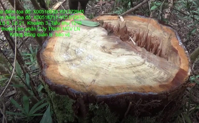 Nhiều cây gỗ pơ-mu có đường kính lớn tại tiểu khu 1219 thuộc lâm phần quản lý của Công ty lâm nghiệp Krông Bông, huyện Krông Bông, tỉnh Đác Lắc bị khai thác trái phép.