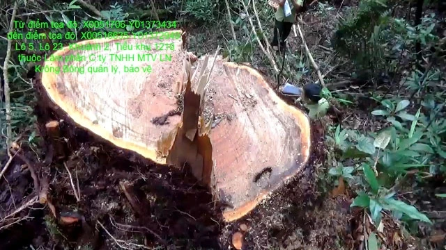 Nhiều cây gỗ pơ-mu có đường kính lớn tại tiểu khu 1219, thuộc lâm phần do Công ty Lâm nghiệp Krông Bông quản lý bị lâm tặc khai thác trái phép.