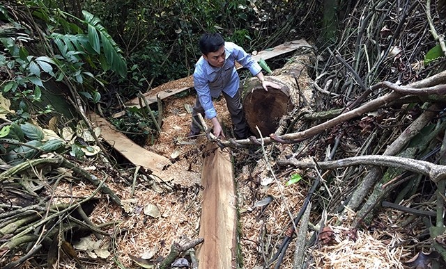Nhu cầu của người dân và điều kiện thực tế khiến việc đóng cửa rừng tự nhiên của tỉnh Lai Châu gặp rất nhiều khó khăn. Trong ảnh: Người dân khai thác gỗ trái phép ở xã Pìn Hồ, huyện Sìn Hồ.