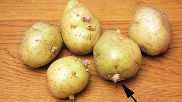 Tác hại của khoai tây mọc mầm
