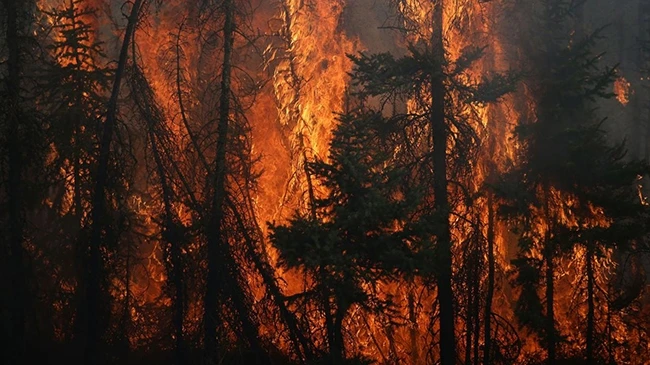 Những vụ cháy rừng trên diện rộng có nguyên nhân từ hiện tượng thời tiết khắc nghiệt. Ảnh: COLE BURSTON/ Getty Images