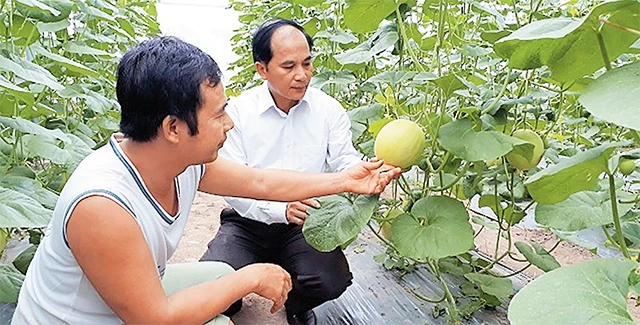 Mô hình trồng rau an toàn trong nhà lưới mang lại thu nhập cao cho người dân thôn Vĩnh Thượng, xã Sơn Công. Ảnh: NGỌC ÁNH
