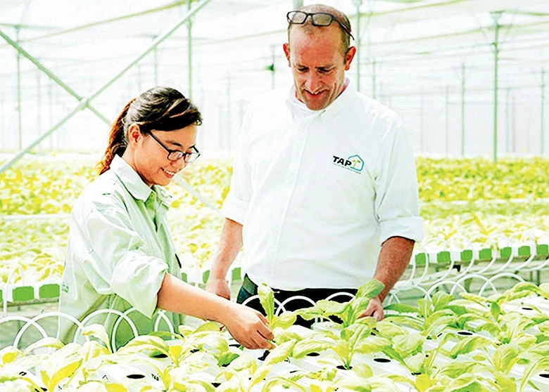 Chuyên gia nông nghiệp công nghệ cao của I-xra-en hướng dẫn nhân viên VinEco trồng rau trong nhà lưới. Ảnh: HẢO LINH