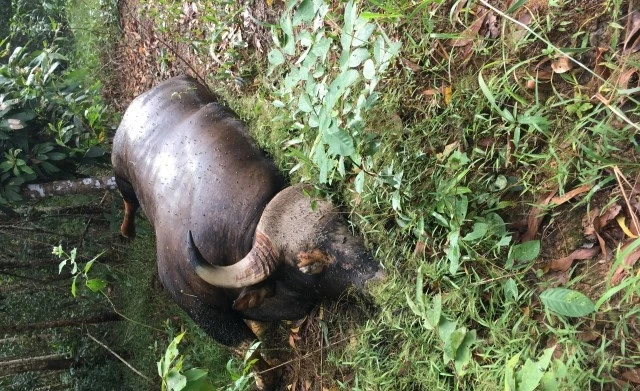 Con bò tót bị chết trong Khu Bảo tồn thiên nhiên văn hóa Đồng Nai.