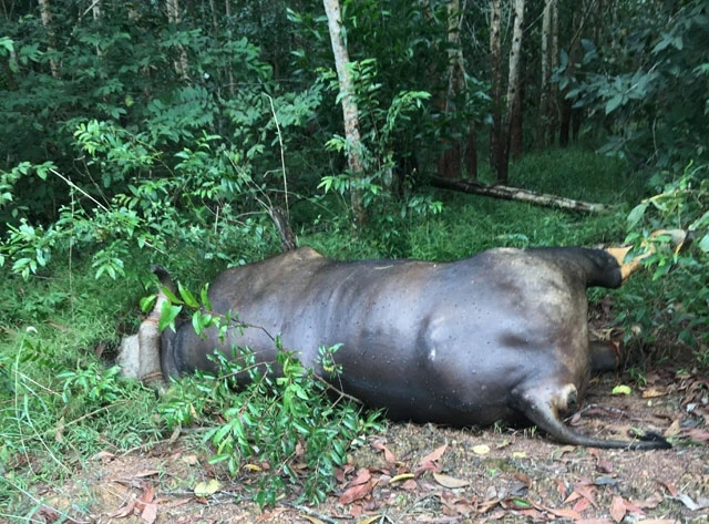 Một cá thể bò tót chết trong Khu Bảo tồn thiên nhiên văn hóa Đồng Nai.