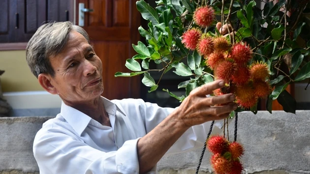 Từ vườn cây ăn quả, nông dân Phạm Văn Đạt thu nhập cao mỗi năm.