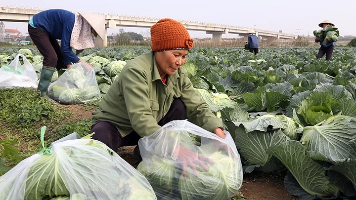 Ðể bà con nông dân có mặt bằng sản xuất rau an toàn, chính quyền xã Thi Sơn, huyện Kim Bảng đã phải rất nỗ lực trong dồn đổi ruộng.