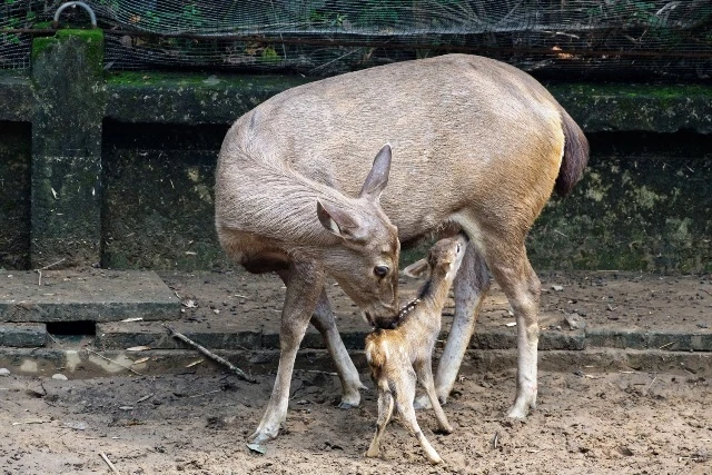Nai mẹ trong công viên Đầm Sen sinh nai con mang bộ lông hươu sao