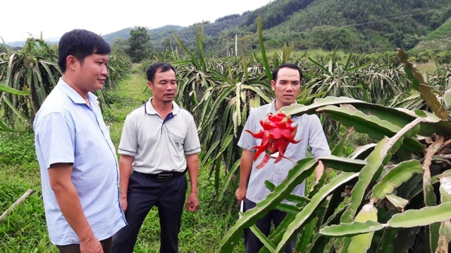 Cán bộ khuyến nông huyện Như Xuân trao đổi với nông hộ xã Cát Vân kỹ thuật chăm sóc cây thanh long ruột đỏ.