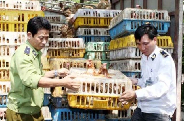 Tăng cường ngăn chặn ngăn chặn tình trạng nhập lậu gia cầm dịp cuối năm.
