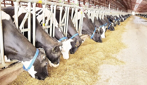 Trang trại bò sữa cao sản của Tập đoàn TH tại Liên bang Nga.