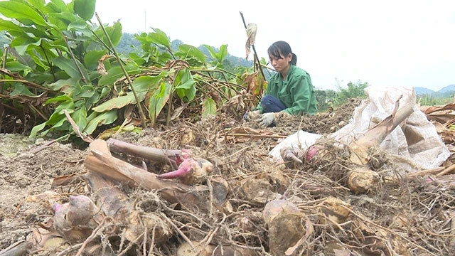 Người dân xã Khang Ninh, Ba Bể thu hoạch dong củ.