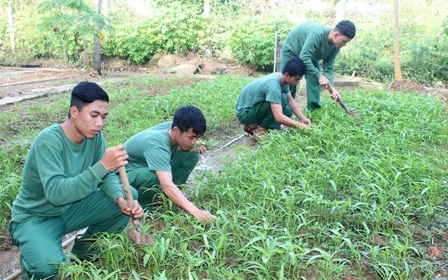 Bộ đội trên đảo Hòn Khoai tăng gia trồng rau xanh.