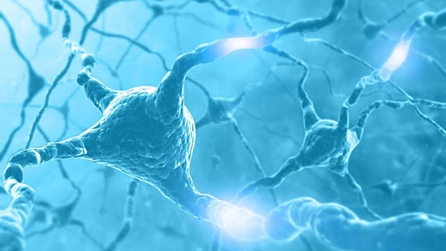 Phân tử SLO-1 làm chậm các tín hiệu từ neuron đến mô cơ. Ảnh: NEWATLAS