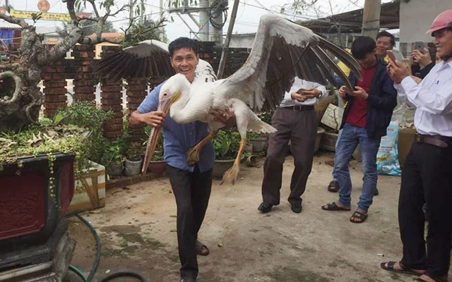 Anh Nguyễn Văn Phong đang vác chim bồ nông về nhà.