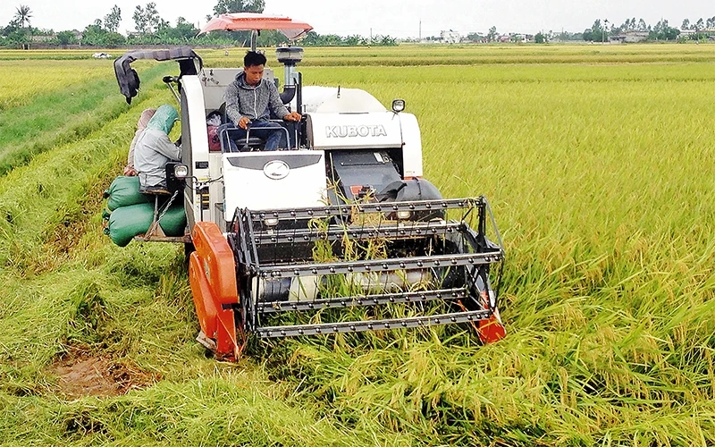 Thu hoạch lúa chiêm ở huyện Kiến Xương (Thái Bình).