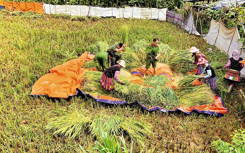 Cán bộ, chiến sĩ Công an huyện Vân Hồ giúp nhân dân bản Tà Dê, xã Lóng Luông thu hoạch lúa.
