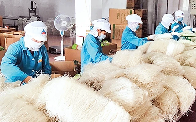 Sản xuất miến dong tại Công ty cổ phần thực phẩm Minh Dương, huyện Hoài Đức.Ảnh: TRẦN LÊ