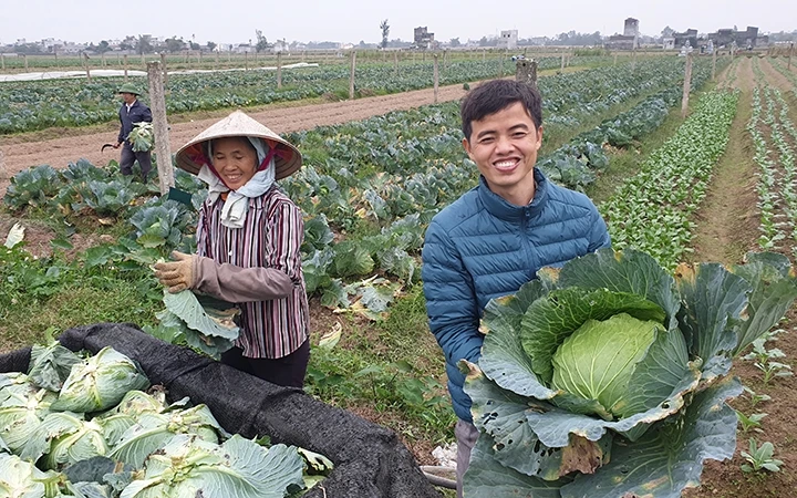 Thu hoạch rau an toàn tại Hợp tác xã Nông nghiệp và Dịch vụ Nam Cường, xã Yên Cường, huyện Ý Yên.