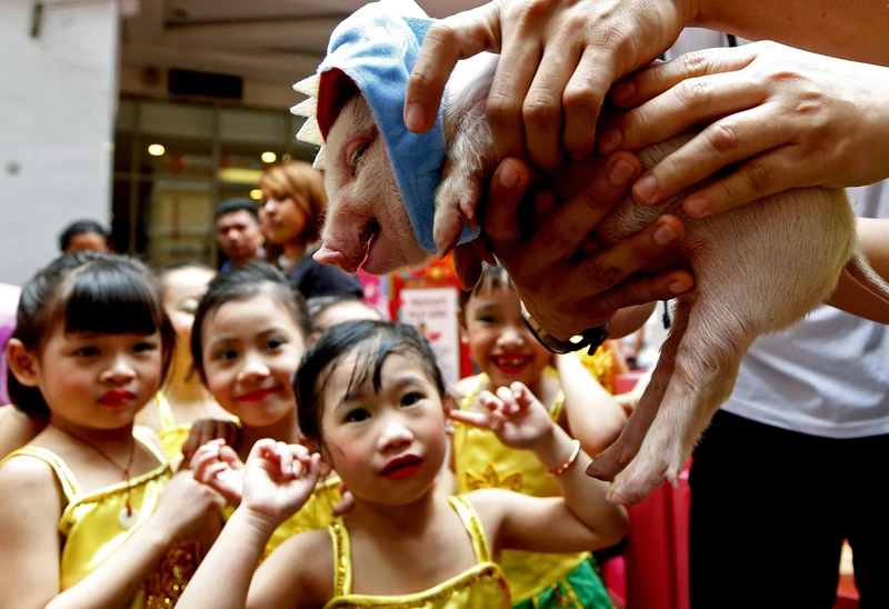 Các em nhỏ xem chú lợn con trong dịp năm mới Kỷ Hợi ở thủ đô Manila, Phiippines (ảnh: AP) 