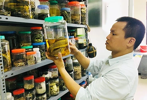 "Tiến sĩ rắn" và hành trình khám phá các loài rắn độc