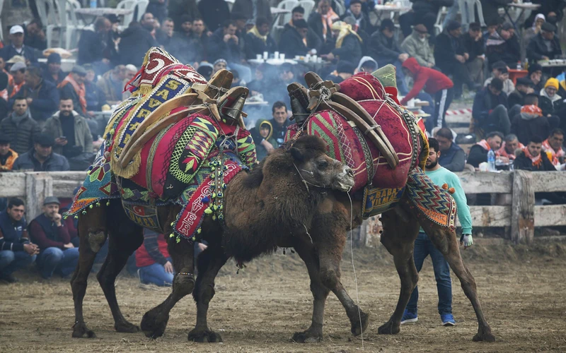 Chiến binh và Kim cương Đen là cặp thí sinh lông xù, lưng gù trong cuộc tranh tài đấu vật lạc đà thường niên năm nay ở Thổ Nhĩ Kỳ (ảnh:AP)