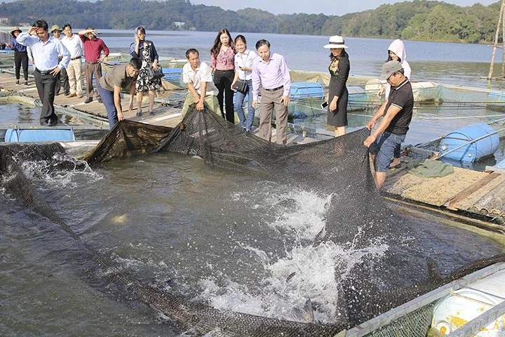 Mô hình nuôi cá lồng được kỳ vọng giúp dân các xã biên giới huyện Điện Biên nâng cao thu nhập.