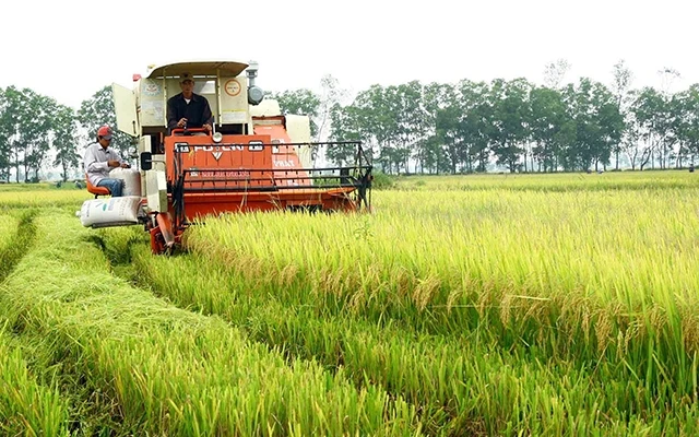 Nông dân xã Hải Sơn, huyện Hải Lăng (Quảng Trị) thu hoạch lúa chất lượng cao trên cánh đồng lớn. 