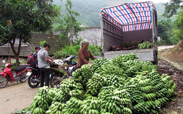 Người dân xã Ma Ly Pho, huyện Phong Thổ (Lai Châu) đưa chuối ra các điểm tập kết, bán cho thương lái.