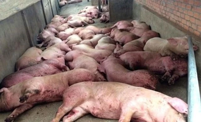 Đến ngày 18-2-2019, Trung Quốc thông báo tổng cộng có 105 ổ dịch tả lợn châu Phi xuất hiện tại 25 tỉnh. 