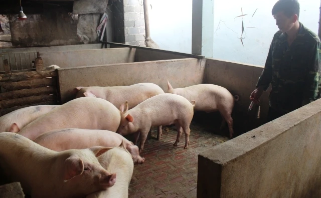 Thú y viên thị trấn Chợ Mới kiểm tra, chuẩn bị tiêm vắc-xin cho đàn lợn của một hộ nuôi ở tổ 2. 