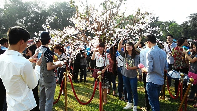 “Lễ hội hoa anh đào Nhật Bản 2019”