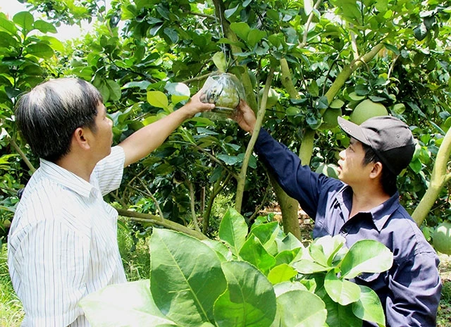 Vườn bưởi của gia đình ông Nguyễn Văn Xứng ở xã Thanh Lương, thị xã Bình Long đem lại thu nhập hơn 300 triệu đồng/năm.