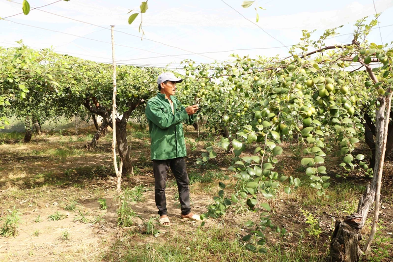 Xu hướng thực hiện mô hình nhà lưới bao vườn táo đang được nông dân Ninh Thuận nhân rộng 