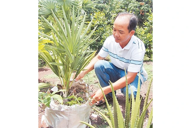 Anh Phan Tiến Ðạt, nông dân xã Bình Lợi, huyện Bình Chánh có thu nhập ổn định từ nghề trồng cây cảnh.