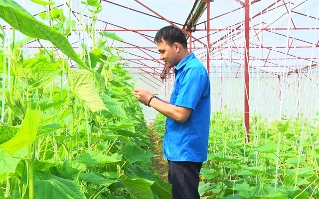 Anh Lường Đình Hùng kiểm tra sự phát triển của rau màu trồng trong nhà lưới.
