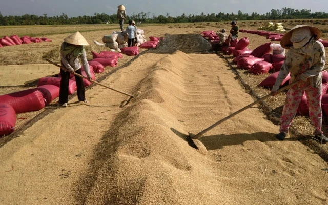 Thu hoạch lúa ở đồng bằng sông Cửu Long.