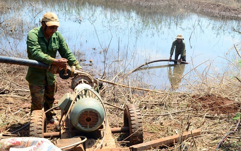 Nông dân huyện Cư M’gar, tỉnh Ðác Lắc tận dụng nguồn nước ít ỏi còn lại để cứu cây trồng.