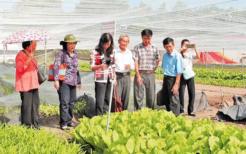 Mô hình trình diễn sản xuất rau an toàn tại huyện Củ Chi của Trung tâm Công nghệ sinh học TP Hồ Chí Minh. Ảnh: LÝ NGUYỄN