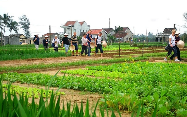 Mô hình sản xuất nông nghiệp sạch kết hợp du lịch sinh thái tại xã Cẩm Hà, TP Hội An (Quảng Nam). Ảnh: TUẤN NGUYỄN