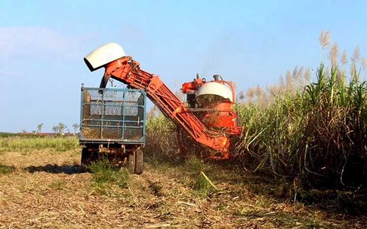 Thu hoạch mía đường tại trang trại của Hoàng Anh Gia Lai tại tỉnh Át-ta-pư (Lào). Ảnh: TRẦN MẠNH