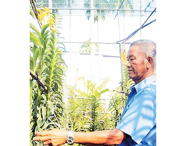 Ông Nguyễn Văn Ba chăm sóc vườn lan.