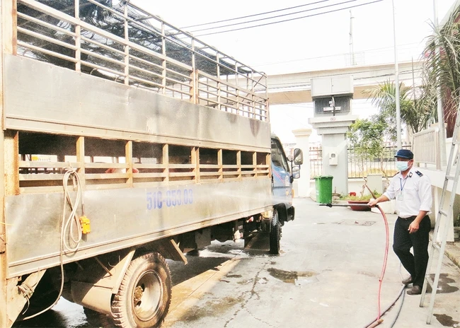 Nhân viên Trạm kiểm dịch động vật Thủ Đức (quận Thủ Đức) khử trùng tiêu độc các xe chở heo trước khi vào TP Hồ Chí Minh.
