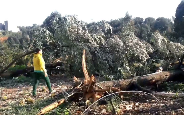 Hàng nghìn cây sầu riêng đã cho thu hoạch bị lốc làm bật gốc, ngã đổ.