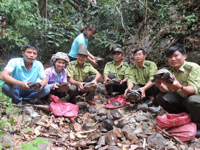 Đội cứu hộ chuẩn bị thả các cá thể rùa vào môi trường tự nhiên rừng.