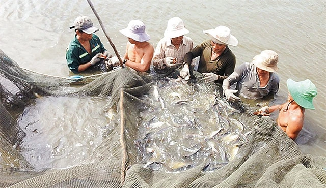 Nông dân thu hoạch cá dứa từ ao nuôi tại xã Lý Nhơn.