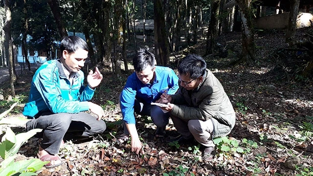 Người dân xã Măng Ri tập trung phát triển sâm Ngọc Linh và sâm dây dưới tán rừng. Ảnh tư liệu